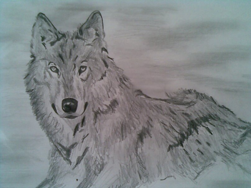 Одинокий волк - А.  Розенбаум